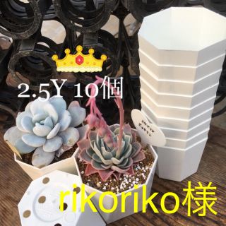 rikoriko様専用★八角プラ鉢2Y&2.5Y(その他)