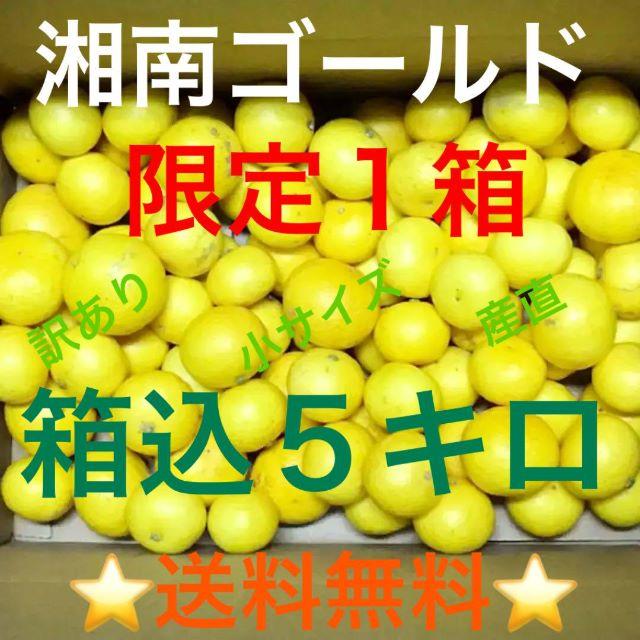 湘南ゴールド４．５キロ訳あり♪S・Mサイズ★湯河原産直★超希少品種みかん① 食品/飲料/酒の食品(フルーツ)の商品写真