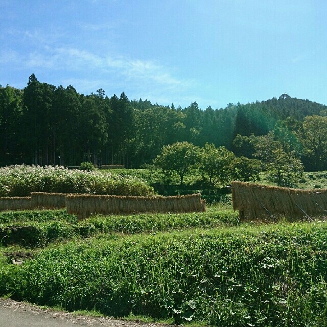 令和 5年 収穫分『ひとめぼれ』20kg穀物銘柄ひとめぼれ