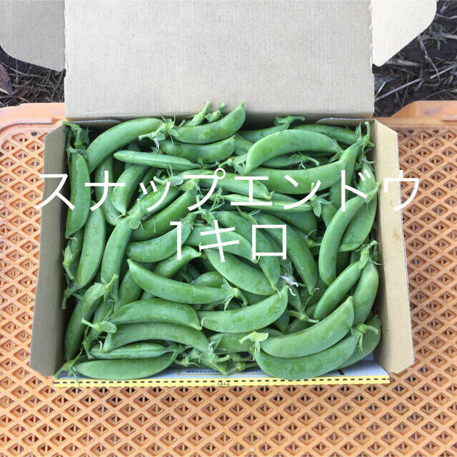 鹿児島産スナップエンドウ1キロ^_^ 食品/飲料/酒の食品(野菜)の商品写真