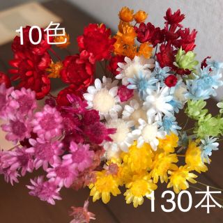 マルセラ❁︎スターフラワー❁︎グリクシア10色130本アソートセット⋈(プリザーブドフラワー)