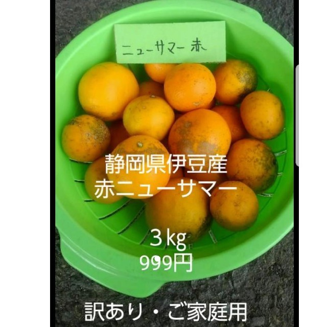 ニューサマーオレンジ　赤　訳あり品3㎏ 食品/飲料/酒の食品(フルーツ)の商品写真