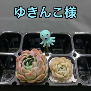 ゆきんこ様専用 多肉植物(その他)