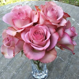 バラ苗 薔薇苗 レア 切り花品種 ハロウィンの通販 ラクマ バラ苗 薔薇苗 レア 切り花品種 ハロウィンの通販 ラクマ
