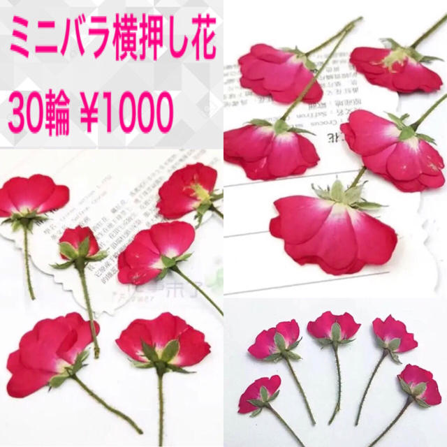 入手困難/枝付きミニ薔薇横押し花30輪ミニバラ押し花/定形外郵送 ハンドメイドの素材/材料(各種パーツ)の商品写真