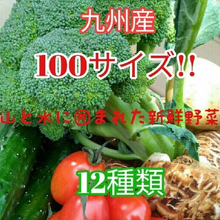 大人気✨九州産100サイズ新鮮春野菜12種類を箱いっぱい詰め合わせセット✨(野菜)