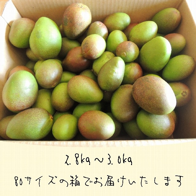 3キロ-1》主に小さい グリーンマンゴー 約3kg 青マンゴー 加工 3キロ-1》主に小さい グリーンマンゴー 約3kg 青マンゴー 加工