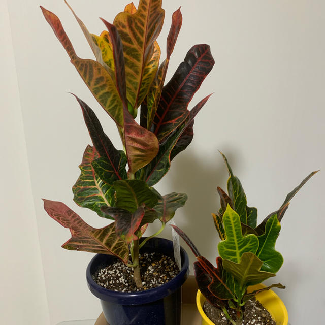 クロトン エクセレント 観葉植物 2鉢セットの通販 By Chiko S Shop ラクマ