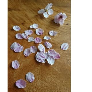 桜 花びら ドライフラワー レジン ハーバリュウム 追加可能 シリカゲル (ドライフラワー)