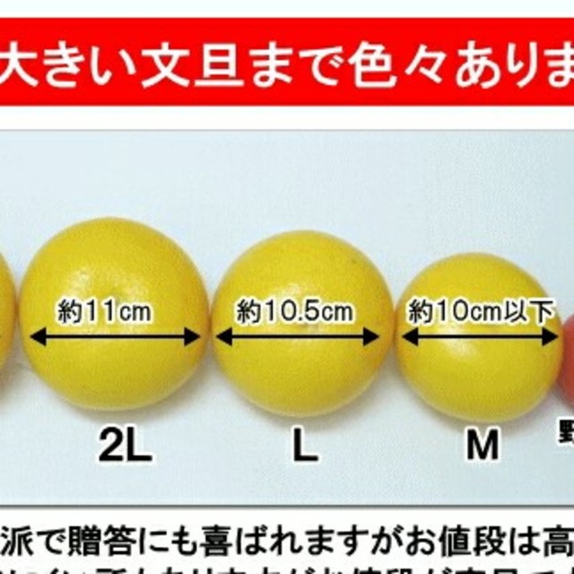 残りわずか【Lサイズ】10キロ　土佐文旦 食品/飲料/酒の食品(フルーツ)の商品写真