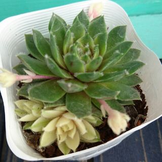 多肉植物 センペルビウム バニラシフォン 抜き苗(その他)