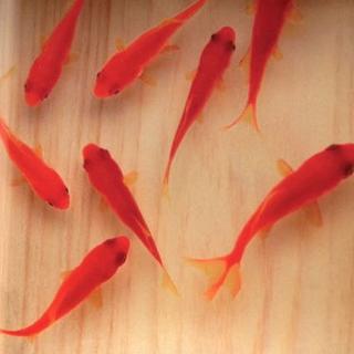 アクリル 3D 金魚アート 「咲」 純日本製 送料0円 プレゼント 還暦 母の日(置物)