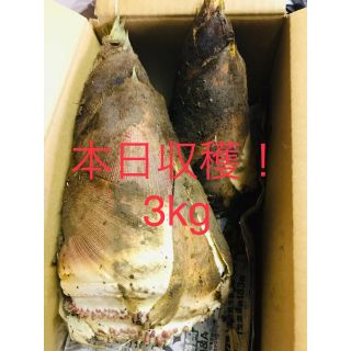 ③ タケノコ 3kg 獲れたて発送！ 北九州産たけのこ / 筍 / タケノコ(野菜)