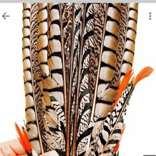 希少レア品!限定入荷!アムハースト完全コンプリートテイル 希少レア品!限定入荷!アムハースト完全コンプリートテイル