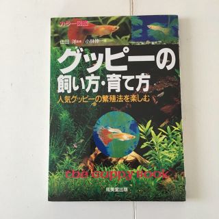 グッピーの飼い方・育て方 人気グッピーの繁殖法を楽しむ(その他)