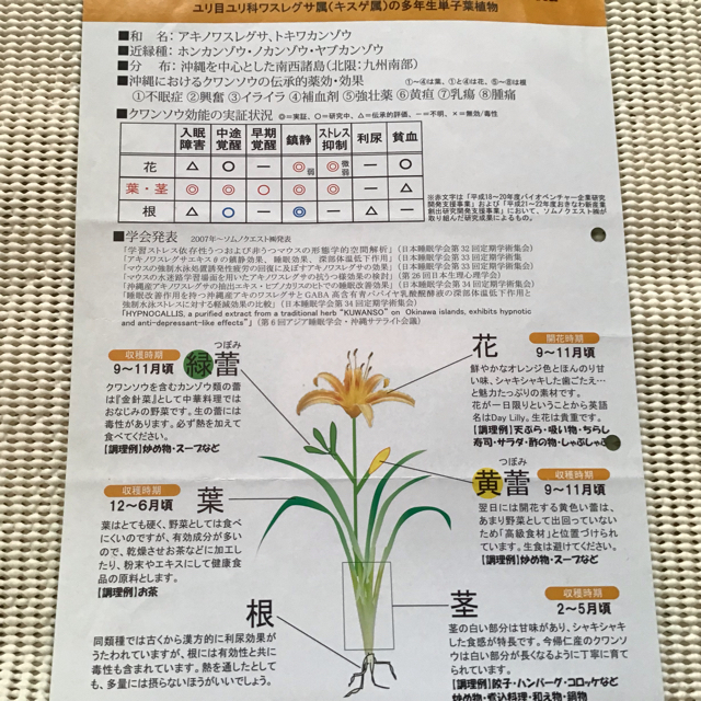 クワンソウ 沖縄伝統島野菜 和名:アキノワスレナグサ 食品/飲料/酒の食品(野菜)の商品写真