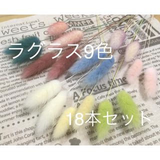 ラグラス 9色 18本セット(ドライフラワー)