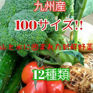 大人気✨九州産100サイズ新鮮春野菜12種類を箱いっぱい詰め合わせセット✨(野菜)