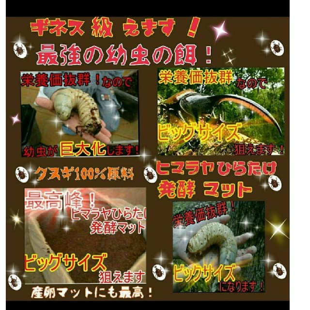 カブトムシ幼虫の餌☆栄養価抜群で大きくなります！ヒマラヤひらたけ発酵マット巨大化