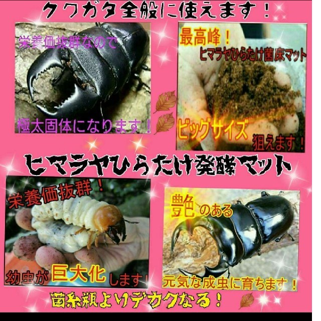 カブトムシ幼虫の餌☆栄養価抜群で大きくなります！ヒマラヤひらたけ発酵マット巨大化