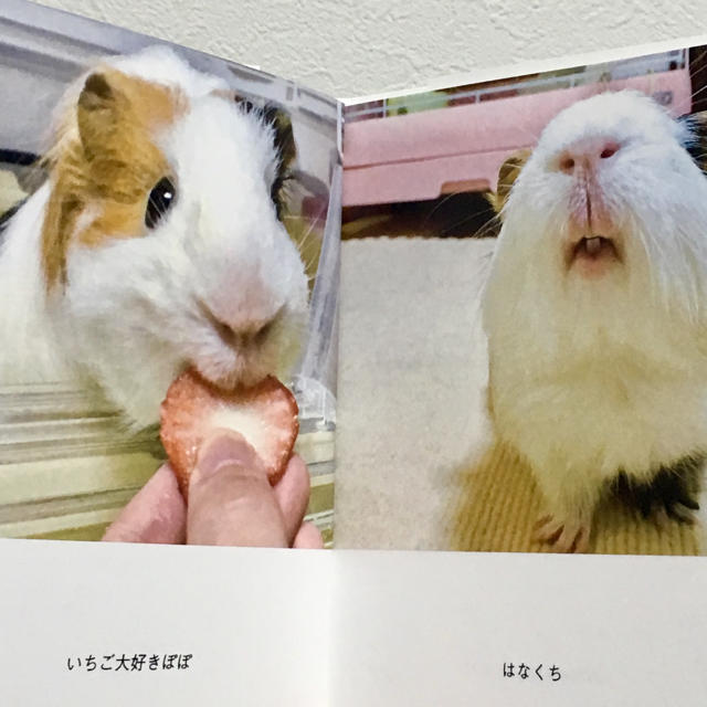 俺様、はんまさん 漫画と写真集セット モルモット エンタメ/ホビーの同人誌(その他)の商品写真