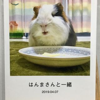 俺様、はんまさん 漫画と写真集セット モルモット(その他)