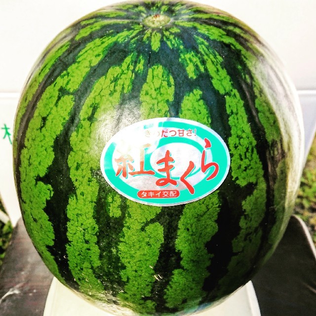 デカい☆GWも発送★熊本産植木スイカ3Lサイズ8kg～甘くジューシー硬めの食感  食品/飲料/酒の食品(フルーツ)の商品写真