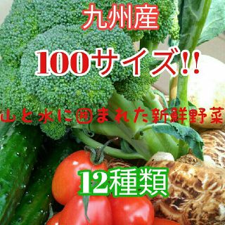 大人気✨九州産100サイズ新鮮春野菜12種類を箱いっぱい詰め合わせセット✨(野菜)