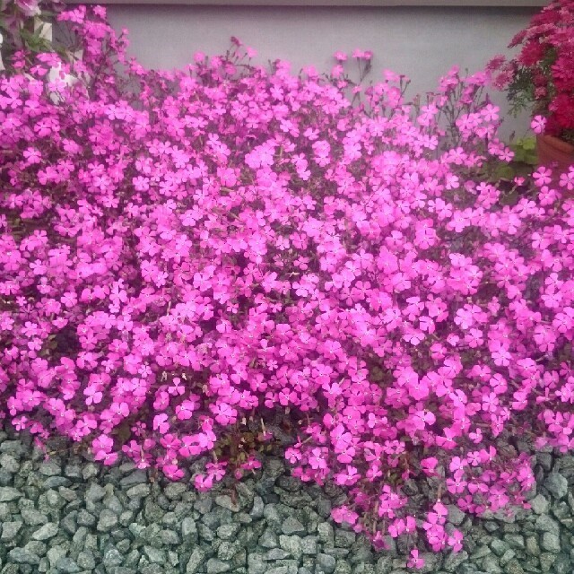 シレネ (ピンクパンサー) 種 ハンドメイドのフラワー/ガーデン(その他)の商品写真