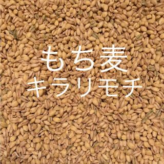 無農薬自家栽培もち麦❗️キラリモチ ❗️500g❗️(米/穀物)