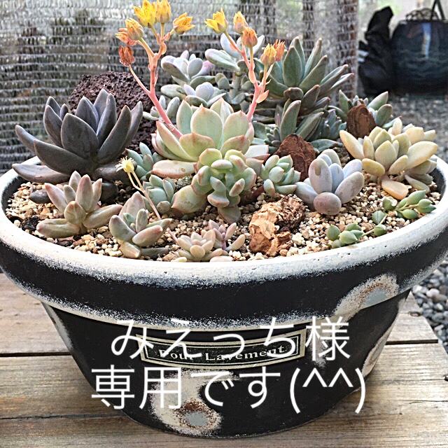 多肉植物リメイク缶鉢寄せ植えにどうぞ(*´꒳`*)みえっち様専用てす ...