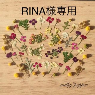 RINA様専用 ドライフラワー(ドライフラワー)