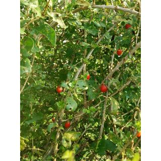 植えるだけ★スーパーフード10に数えられるクコ苗木（ゴジベリーポット苗）(その他)