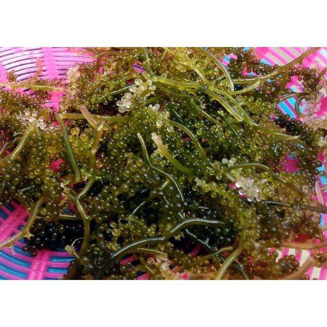 美ら海より！摘みたて直送！沖縄産 海ぶどう 500g 食品/飲料/酒の食品(野菜)の商品写真