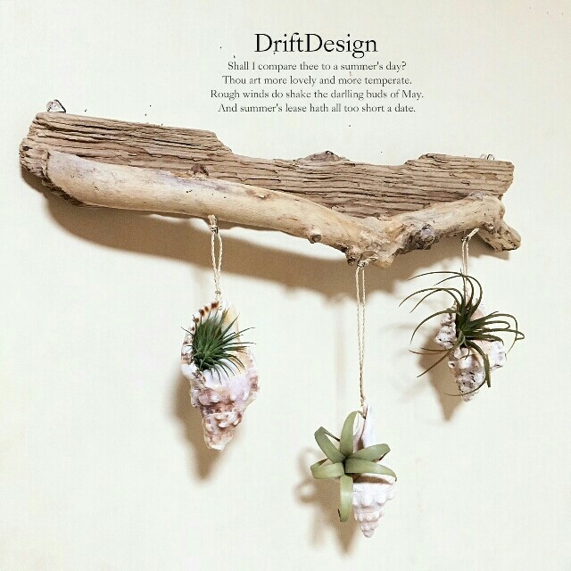 ～Drift Design～　流木のお洒落な壁掛け貝殻カップホルダー　多肉植物 ハンドメイドのインテリア/家具(インテリア雑貨)の商品写真