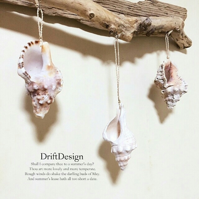 ～Drift Design～　流木のお洒落な壁掛け貝殻カップホルダー　多肉植物 ハンドメイドのインテリア/家具(インテリア雑貨)の商品写真