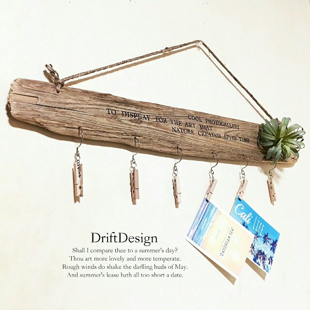 ～Drift Design～　流木のお洒落な壁掛け貝殻カップホルダー　多肉植物 ハンドメイドのインテリア/家具(インテリア雑貨)の商品写真