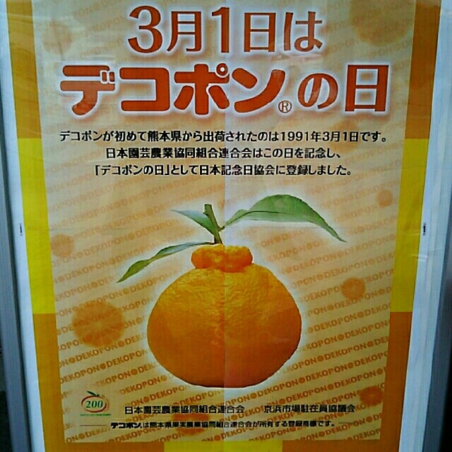 熊本県産☆ミニトマト１㎏＋不知火(デコポン)約1.5㎏ 食品/飲料/酒の食品(野菜)の商品写真