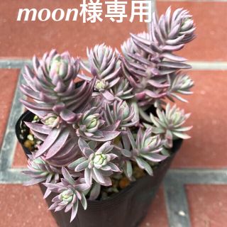 ゜・:*☆。 Sedum カメレオン錦＆ブルーアップル゜・:*☆。(その他)