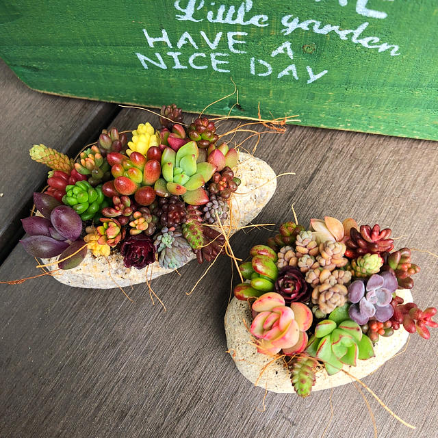 多肉植物 軽石寄せ植え 2個セット ハンドメイドのフラワー/ガーデン(その他)の商品写真