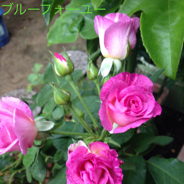 薔薇の苗 青系② ハンドメイドのフラワー/ガーデン(その他)の商品写真