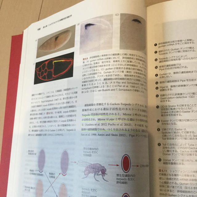 ギルバート発生生物学 ギルバート発生生物学