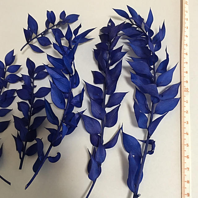 ラスカス  海  ブルー  東北花材   プリザーブドフラワー ハンドメイドの素材/材料(各種パーツ)の商品写真