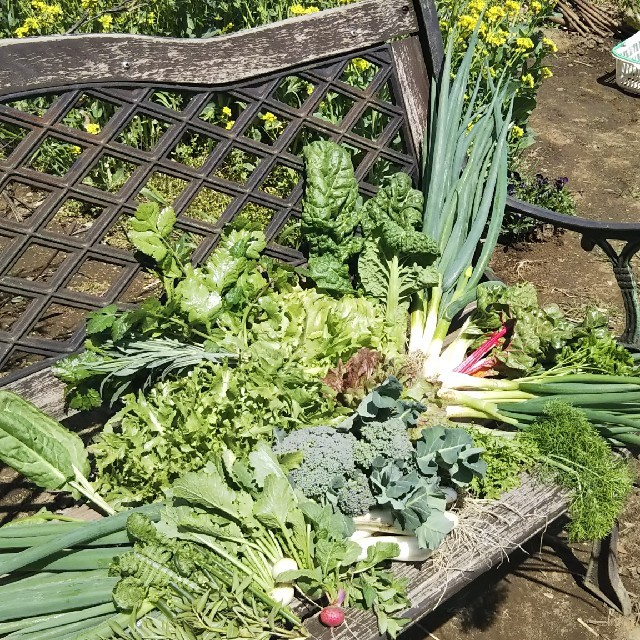 無農薬野菜 fickle beat 食品/飲料/酒の食品(野菜)の商品写真