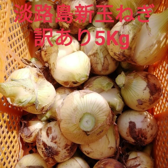 ★訳あり5Kg★淡路島新玉ねぎ 食品/飲料/酒の食品(野菜)の商品写真