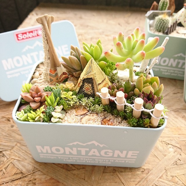 多肉植物  寄せ植え ハンドメイドのフラワー/ガーデン(その他)の商品写真