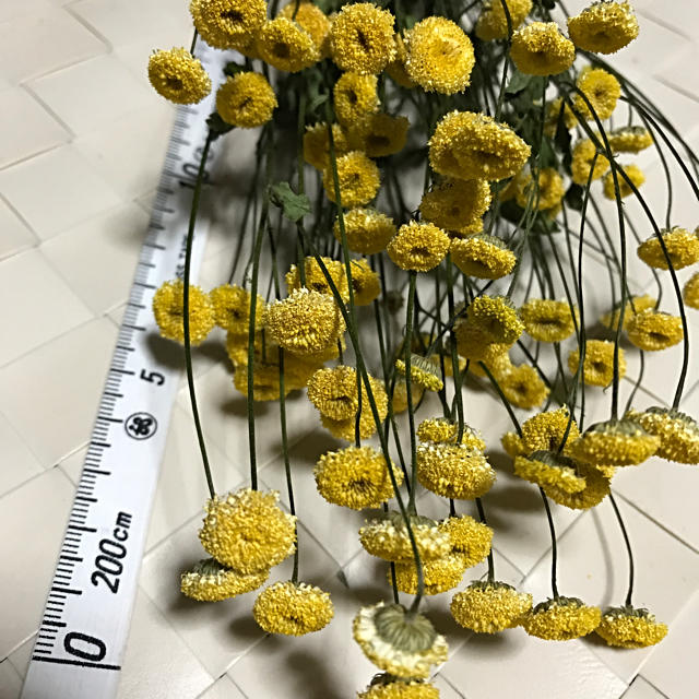 マトリカリア by ユーモ's shop｜ラクマ ドライフラワー 花材の通販 大得価特価