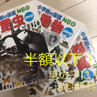 ショウガクカン(小学館)の【新版 小学館の図鑑NEO】恐竜 昆虫  動物の3冊セット(絵本/児童書)