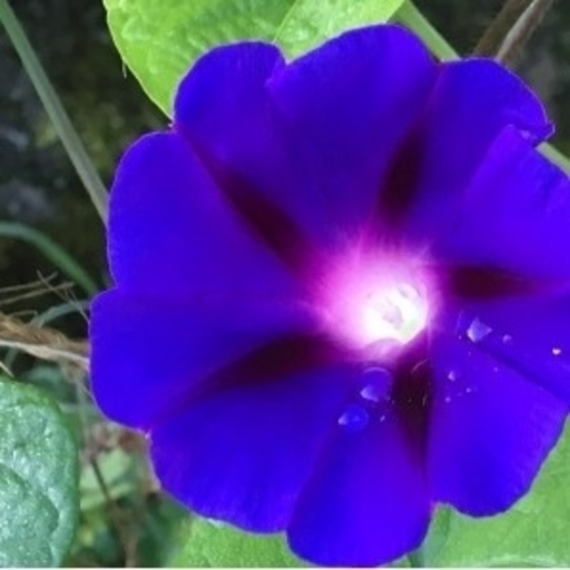 春蒔き花の種　「中国の朝顔」の種30粒 &「チョウセンアサガオ」の種20粒 ハンドメイドのフラワー/ガーデン(その他)の商品写真