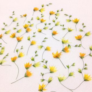 ✿商談中✿ 62 押し花セット♡即日発送✿ハンドメイド 素材 小花(ドライフラワー)